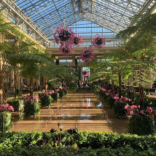 Finally got to experience this magical place! #longwoodgardens #orchidextravaganza