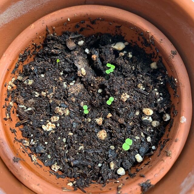 April 8, 2020

The world is grieving as the coronavirus pandemic continues.

A hopeful leader and hero of mine, Bernard Sanders, suspends his Presidential race.

My window sill Nettles start to sprout. 
Coincidence or not, I wanted to refresh my memo