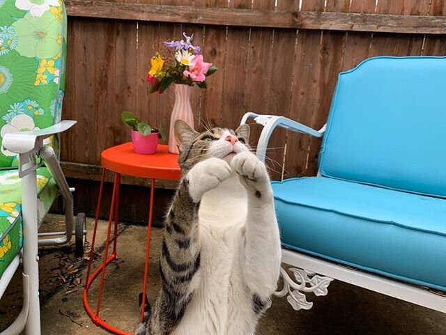 Today&rsquo;s joy was collecting a few flowers in the park to make this #bouquetoftheday 
My backyard just got a bit more colorful. ☺️ This kitty is just happy the rain stopped. ❤️🧡💛💚💙💜
.
.
.
.
.
.
.
.
.
.#bouquet #bouquetofflowers #bouquets #fl