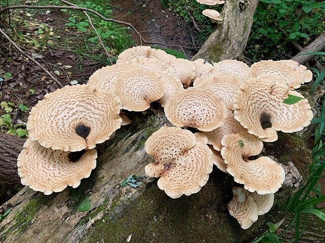 Found these babies in the park today. Apparently they are #dryadsaddle .
.
.
.
.
.
.

#foraging #mushroomforaging #pheasantbackmushroom #foragingforfood