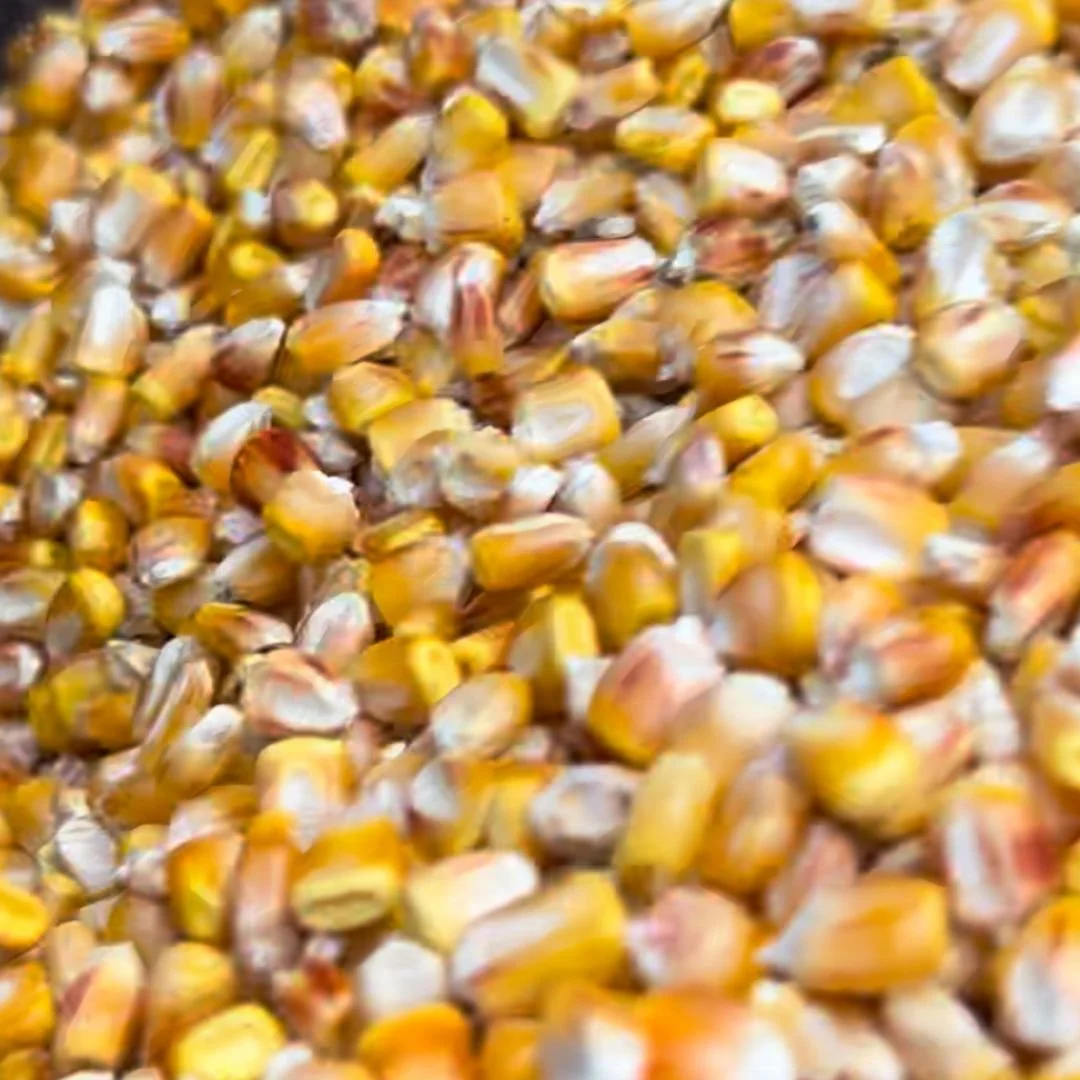 Corn