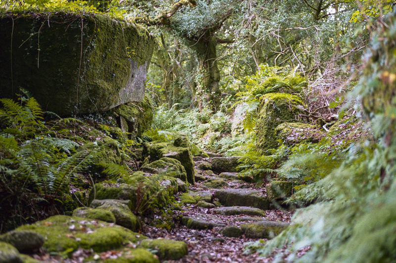 Dartmoor 2014 K-Gold008.jpg