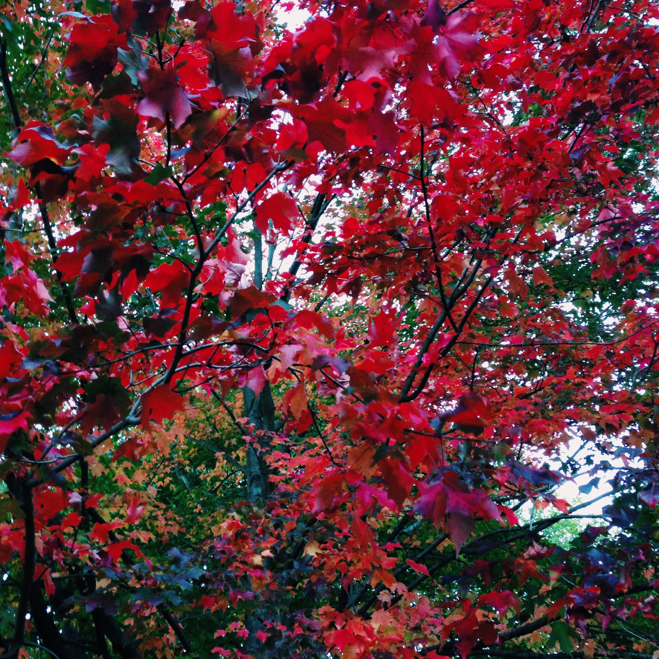 Prospect Park, Brooklyn