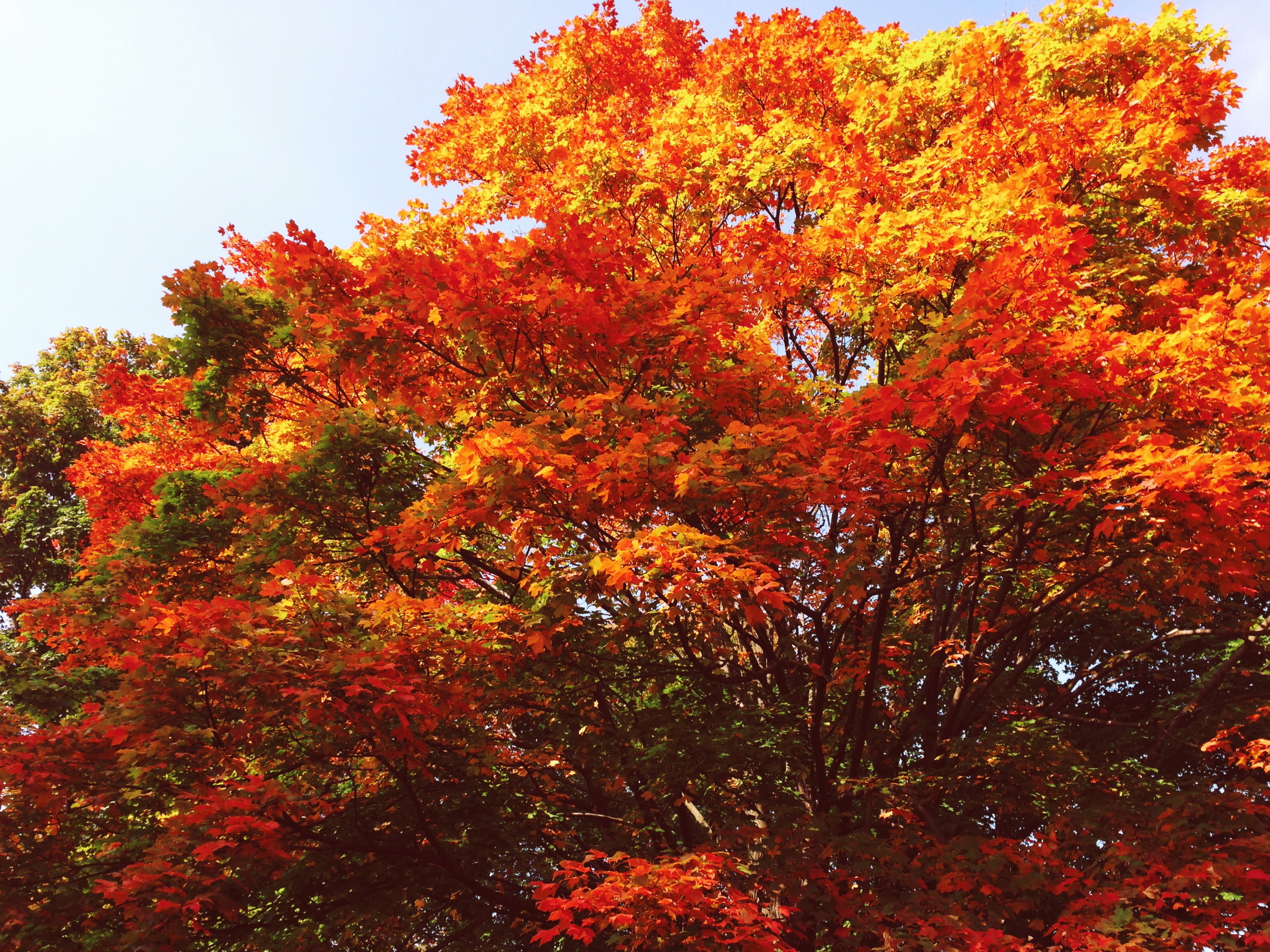 Prospect Park, Brooklyn