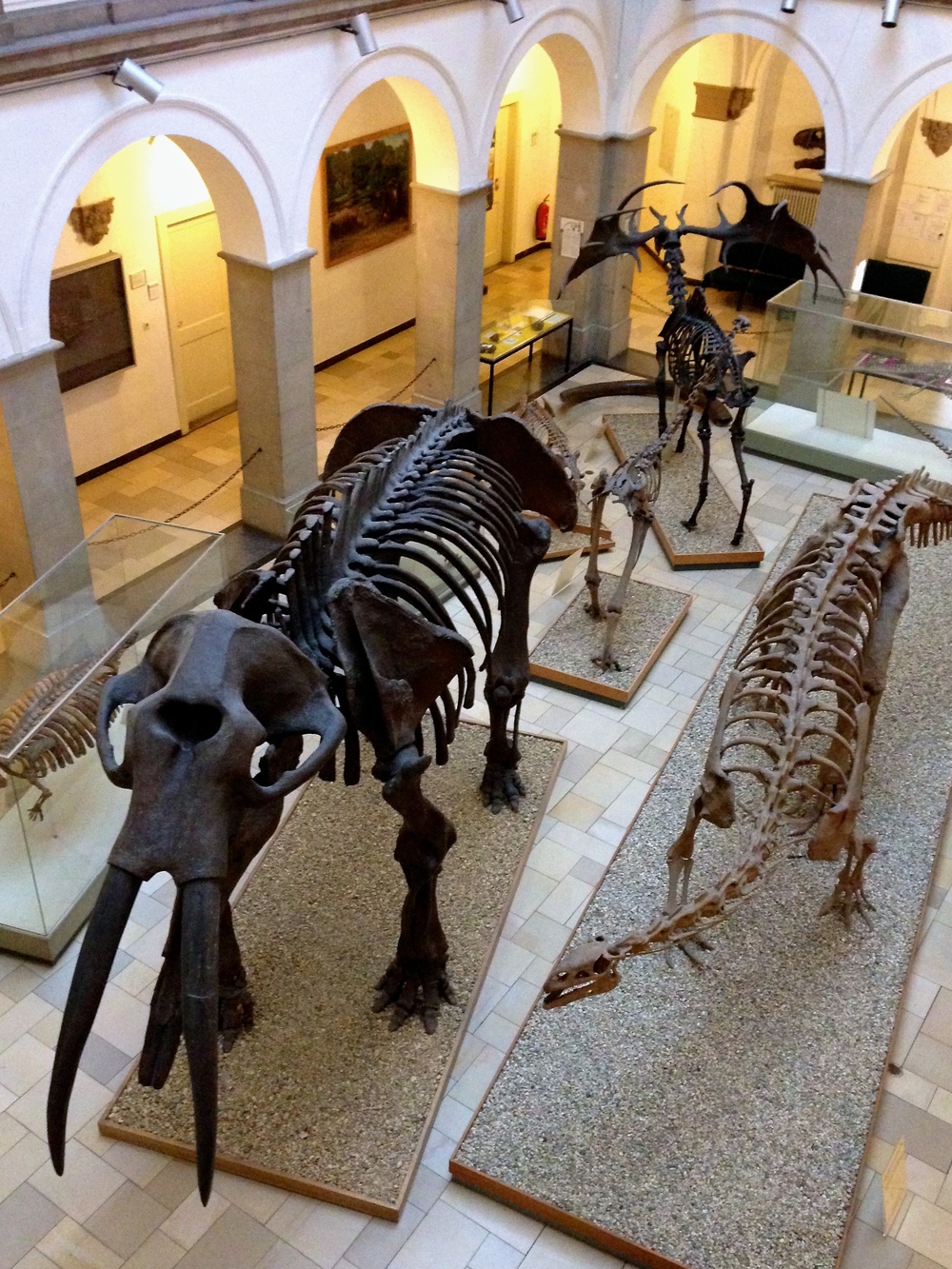 Paläontologisches Museum