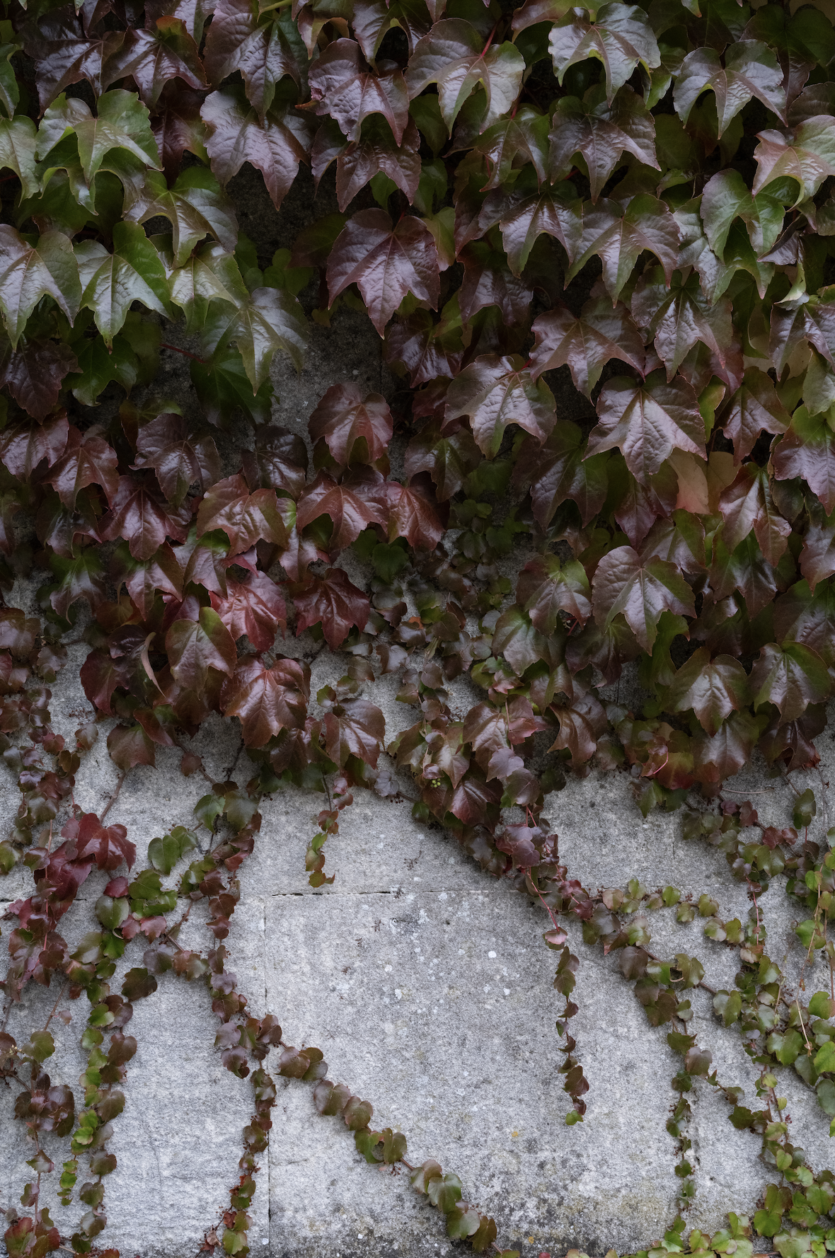 SAMPLE Backdrop - Autumn Fauna - 1 NEW IN!