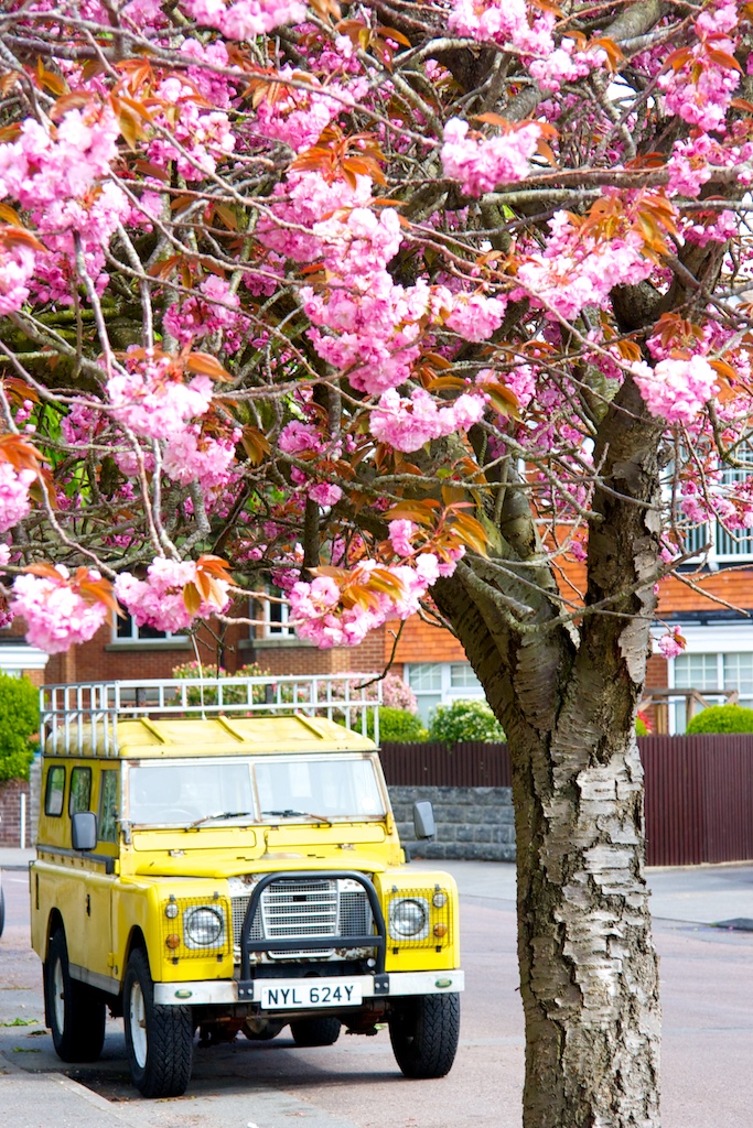 blossom 1