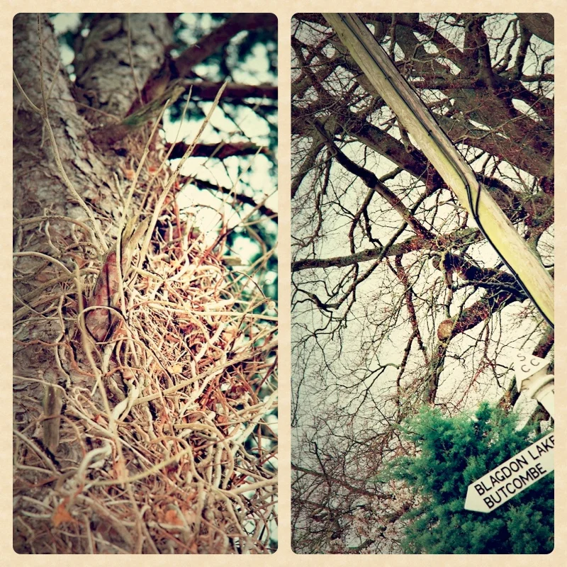 mywood
