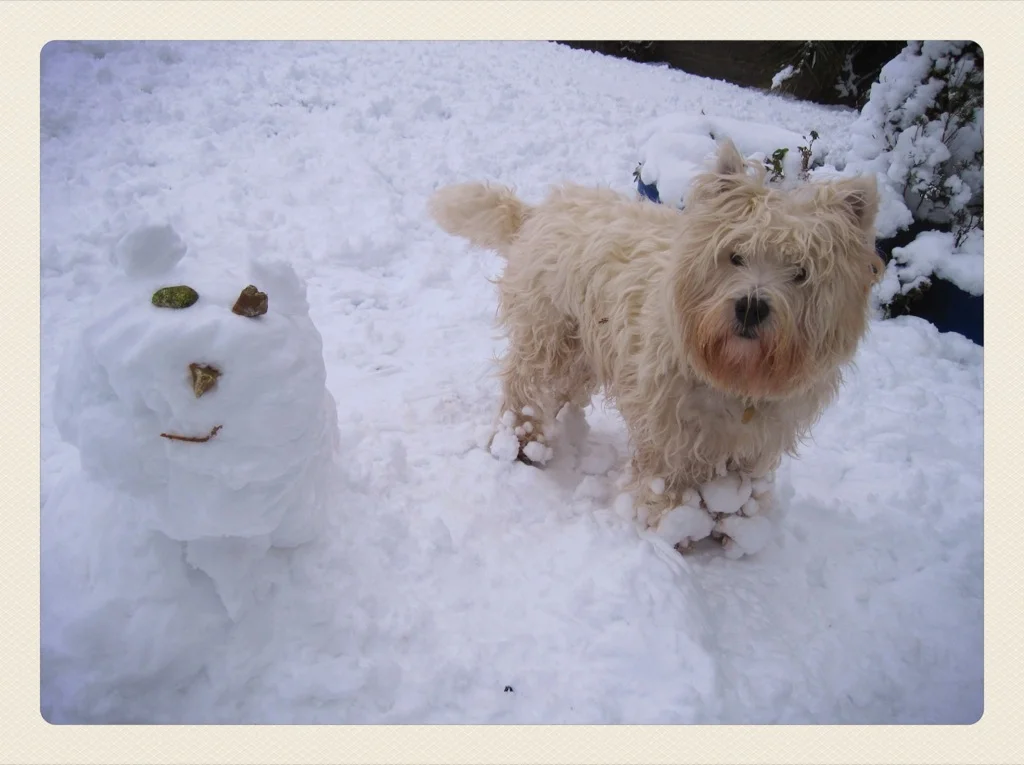 snowestie