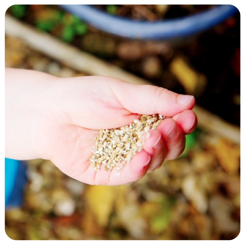 wildseeds3