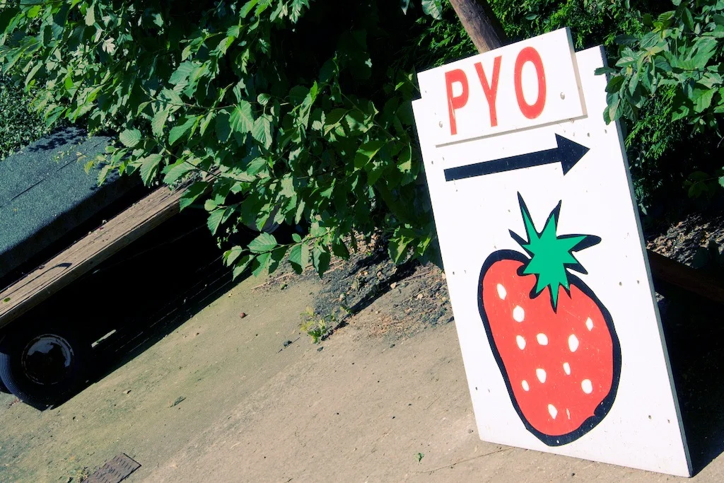 strawberryfields 21