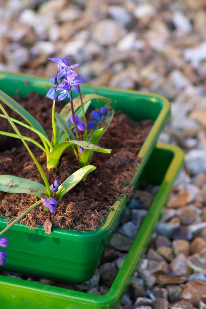 Planting Flowers.jpg