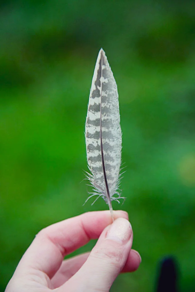 feathers.jpg