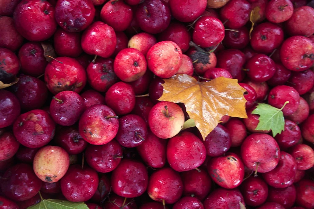 autumn-apples.jpg