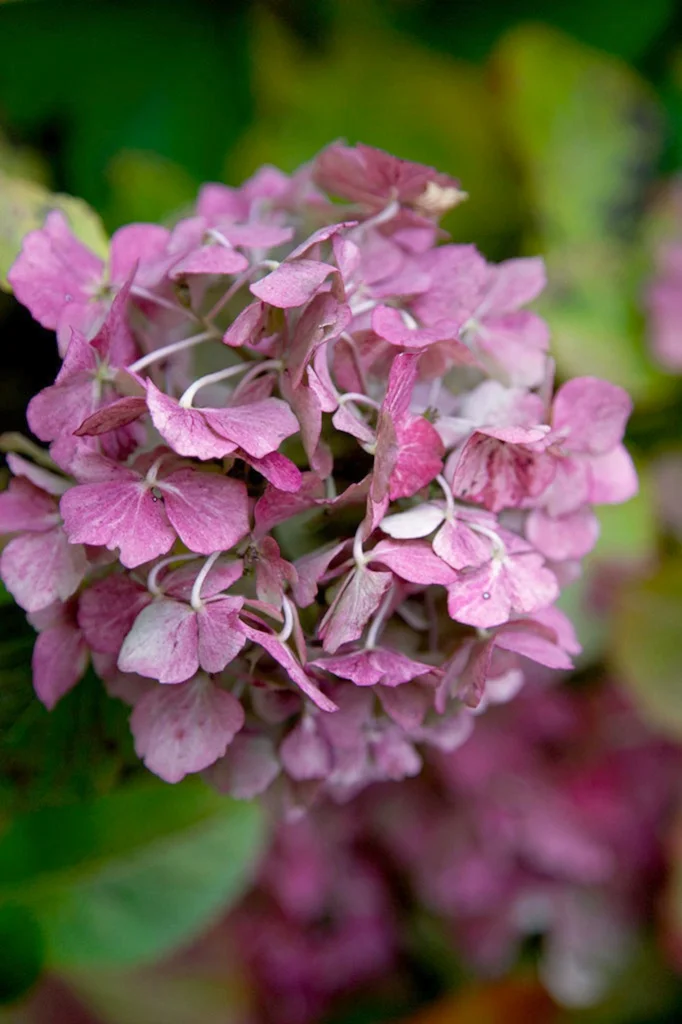 Hydrangea.jpg