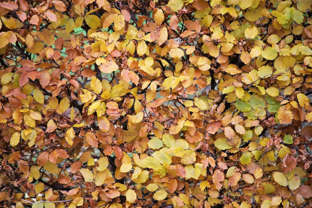 Autumn Leaves.jpg