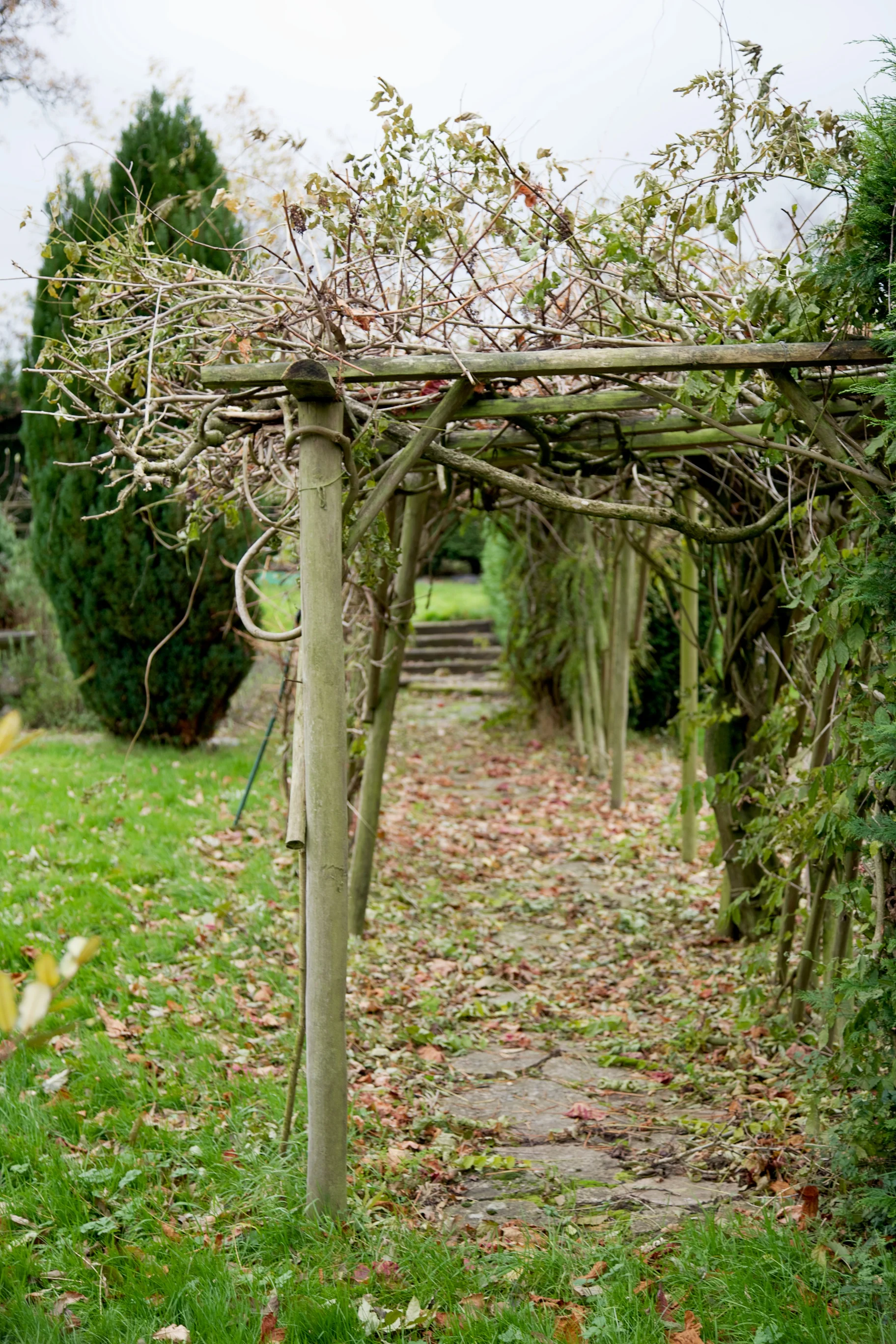 honeysuckle pergola.jpg