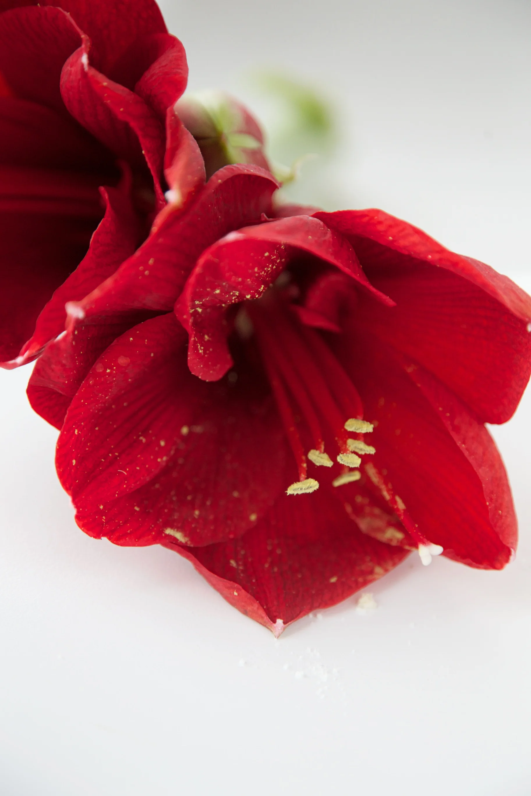 amaryllis.jpg