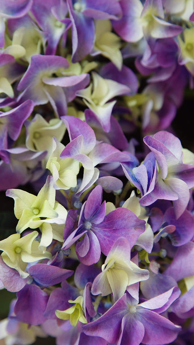 Free Floral Phone Wallpapers • Spring Collection • BiBs 2014 • Capture