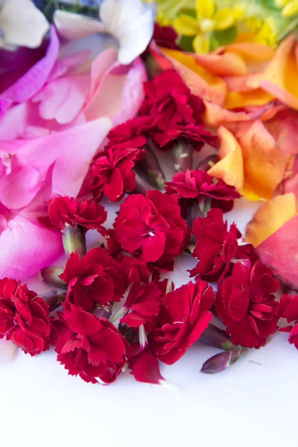 Floral Colour Wheel 3.jpg