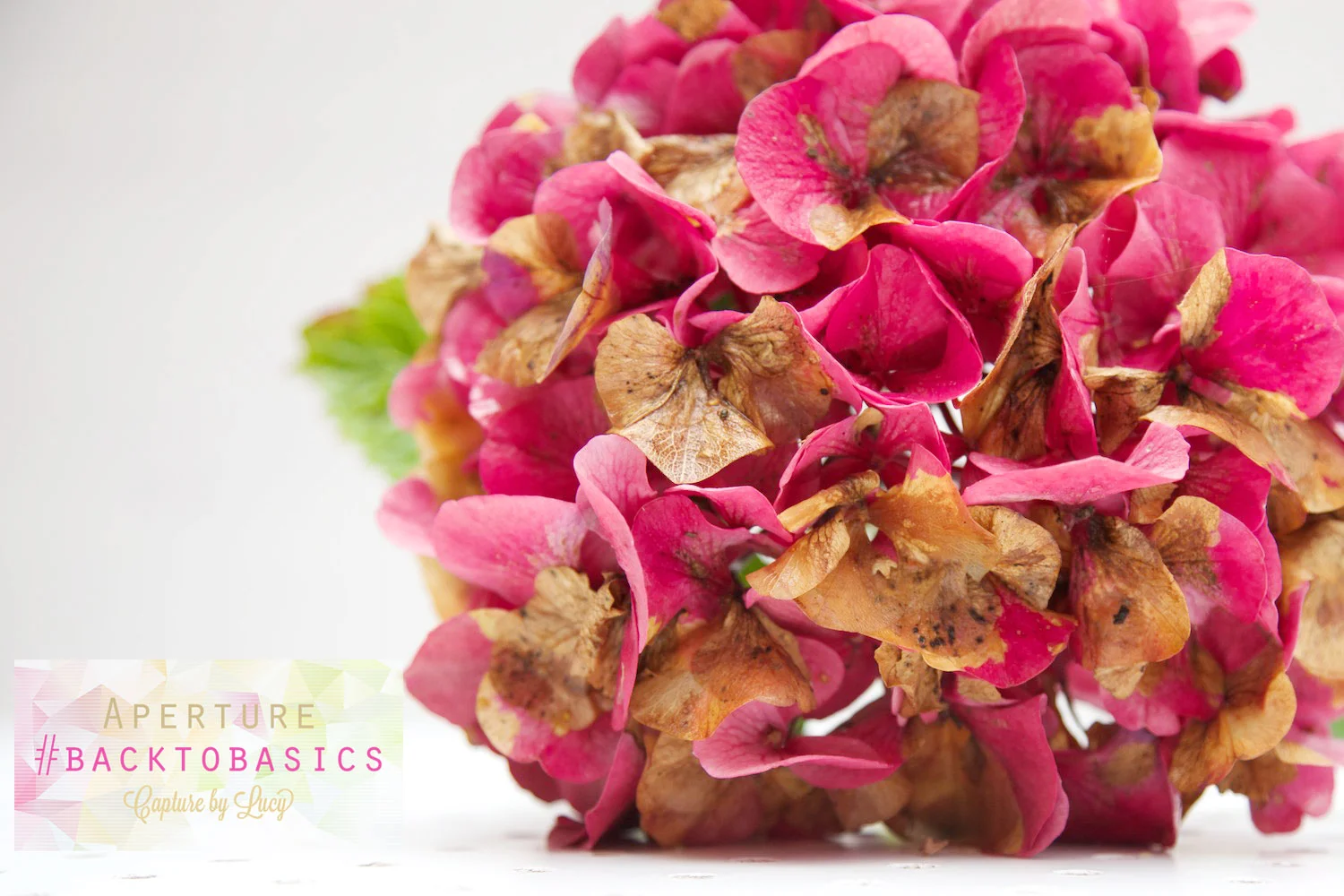 What is Aperture? Photography Tutorial #BACKTOBASICS