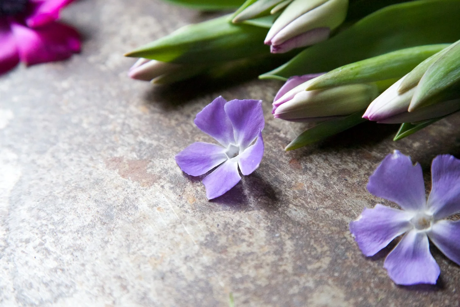 #capturingcolour • Purple