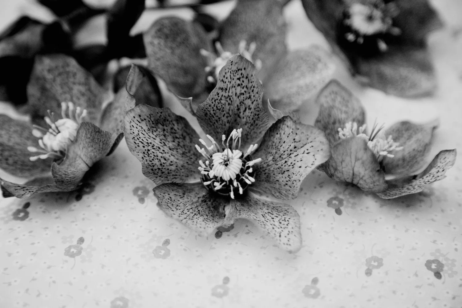 Best Black and White Photoshop Actions