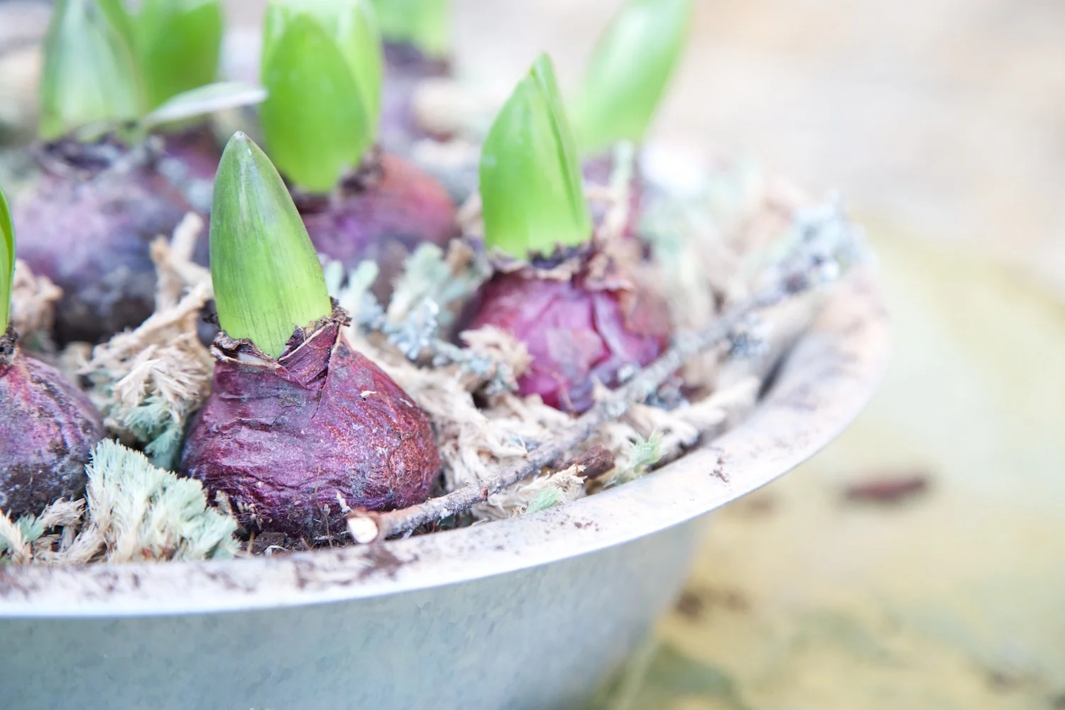 How to plant a bulb tray • Styling the Seasons March