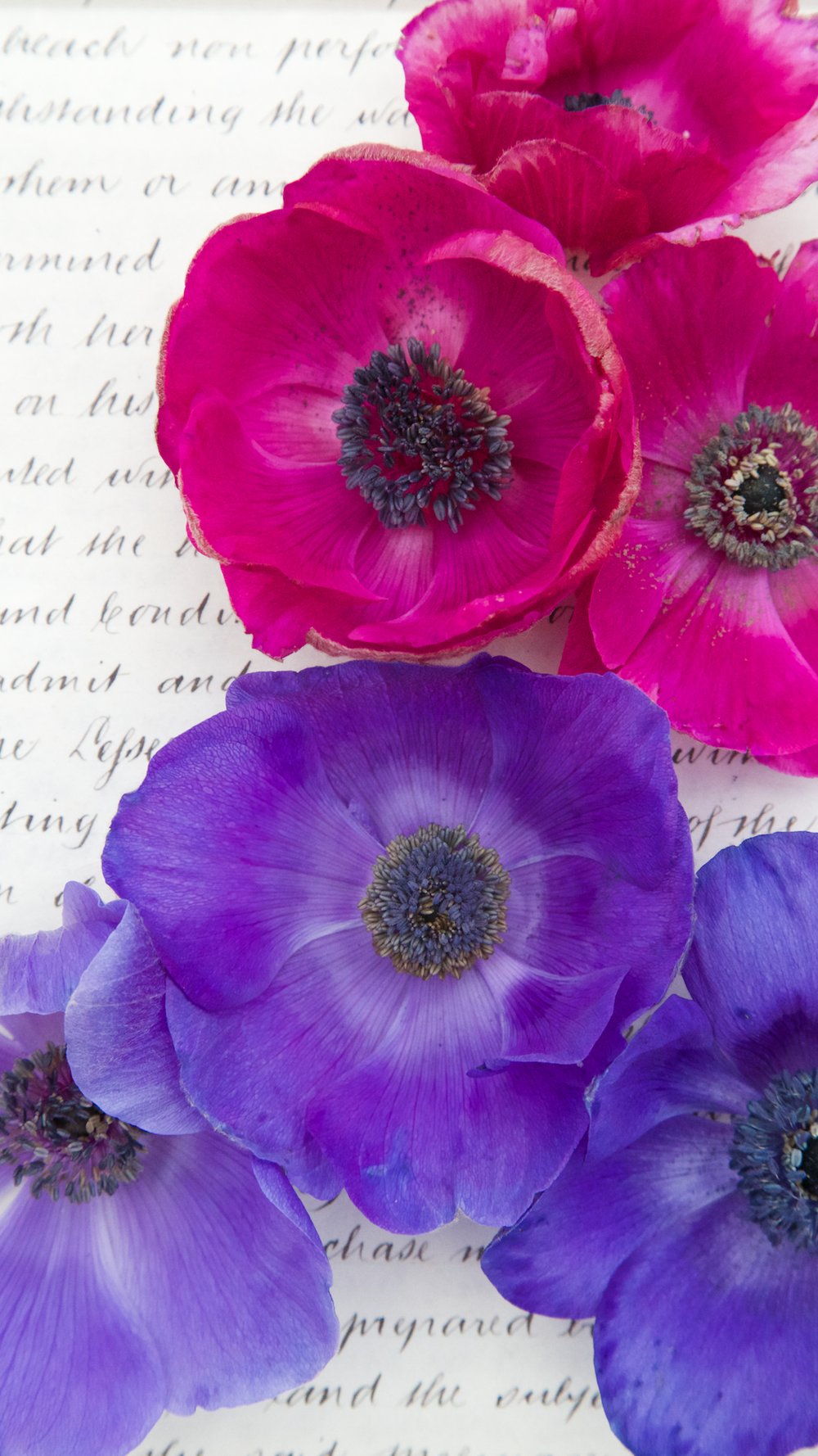 Free Winter Botanical Phone Wallpapers Ranunculus And Anemone Collection Photo Backdrops Uk From Capture By Lucy