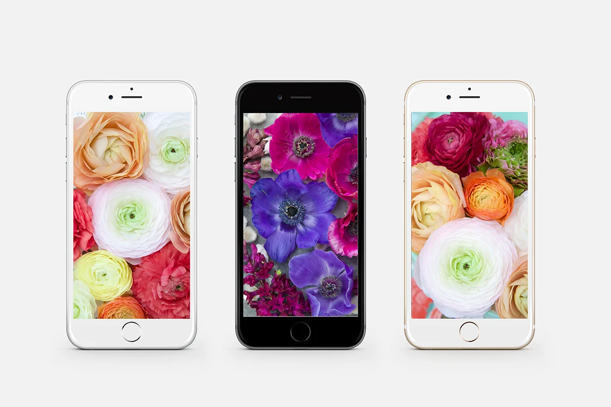 Free Winter Botanical Phone Wallpapers • Ranunculus and Anemone collection