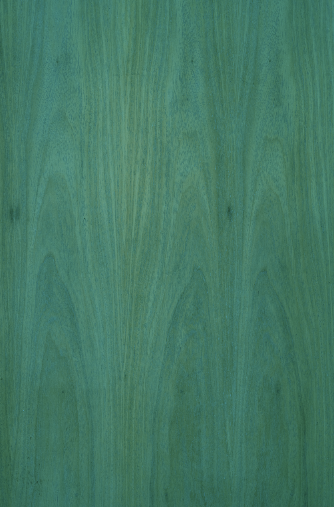 SAMPLE Backdrop - Tree Wood  - 1 NEW IN!