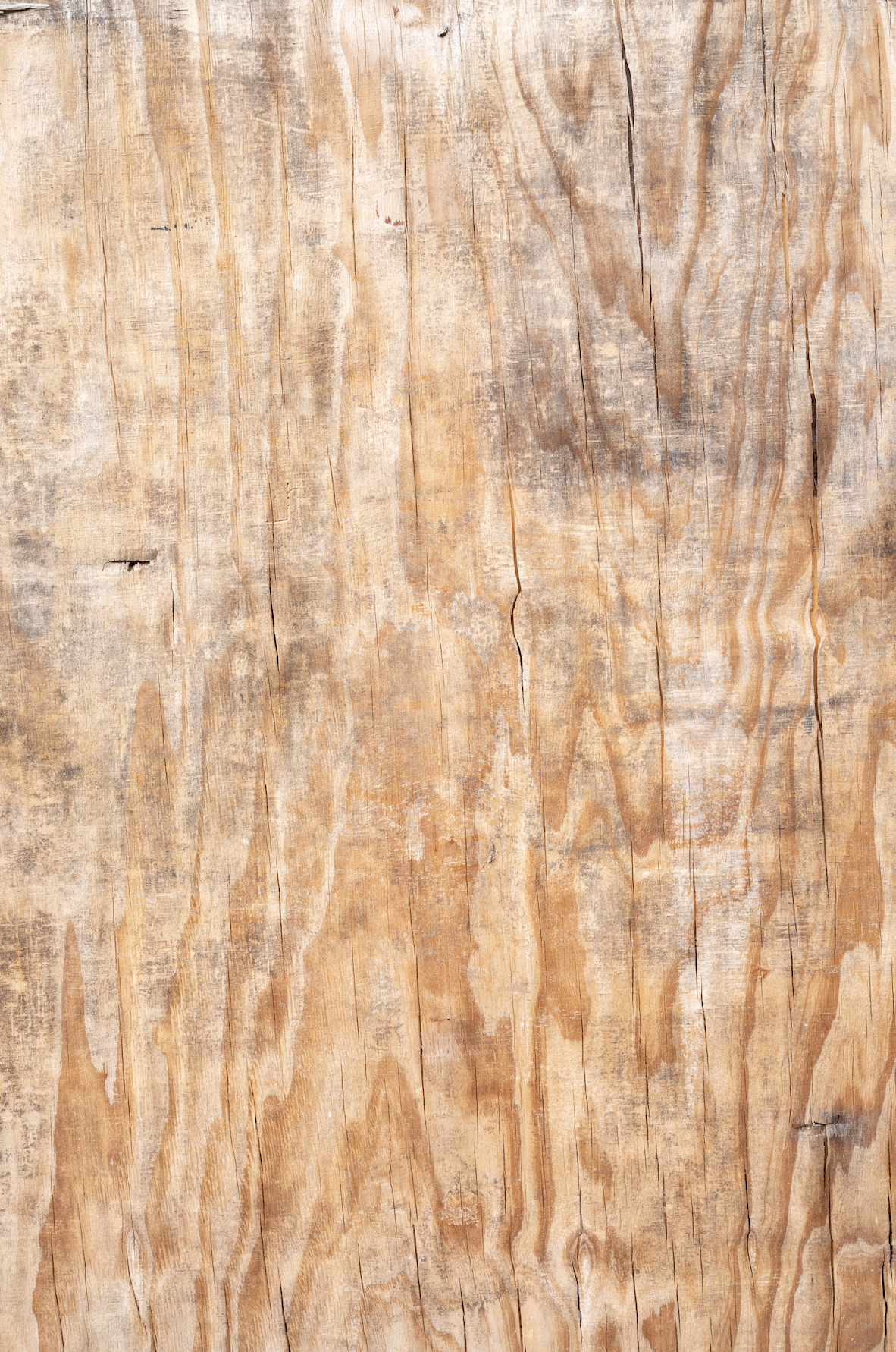 Trunk wood.png