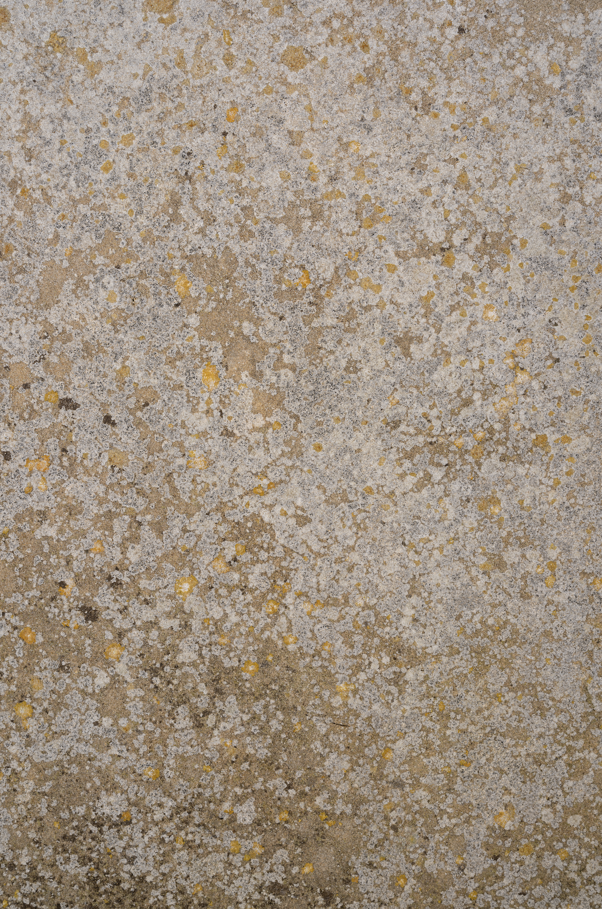 gold wall backdrop.png