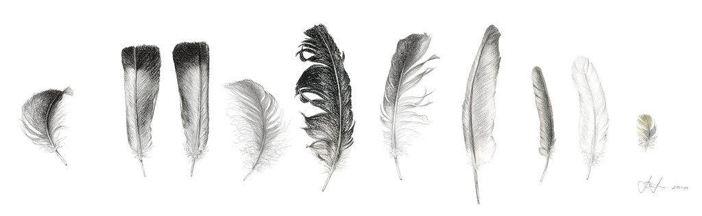 Feather Sentence 3.jpg