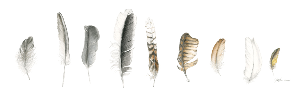 Feather Sentence 1.jpg