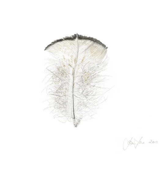 White peacock tail feather small.jpg