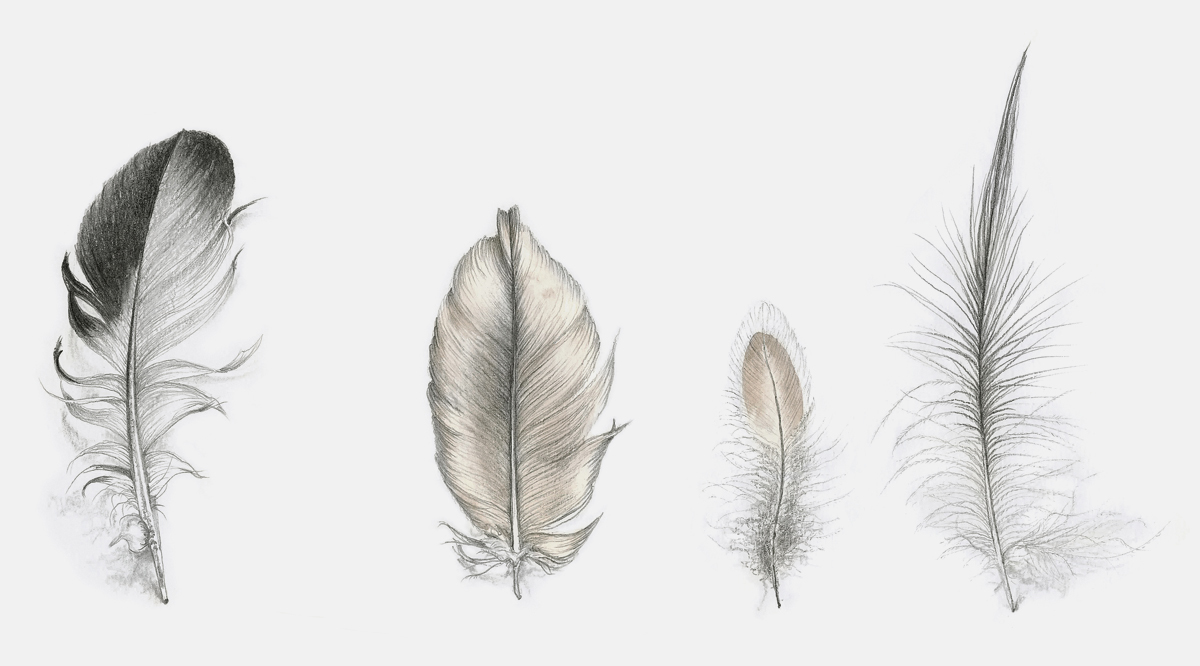 FoundFeathersJoLaneSCANsample.jpg