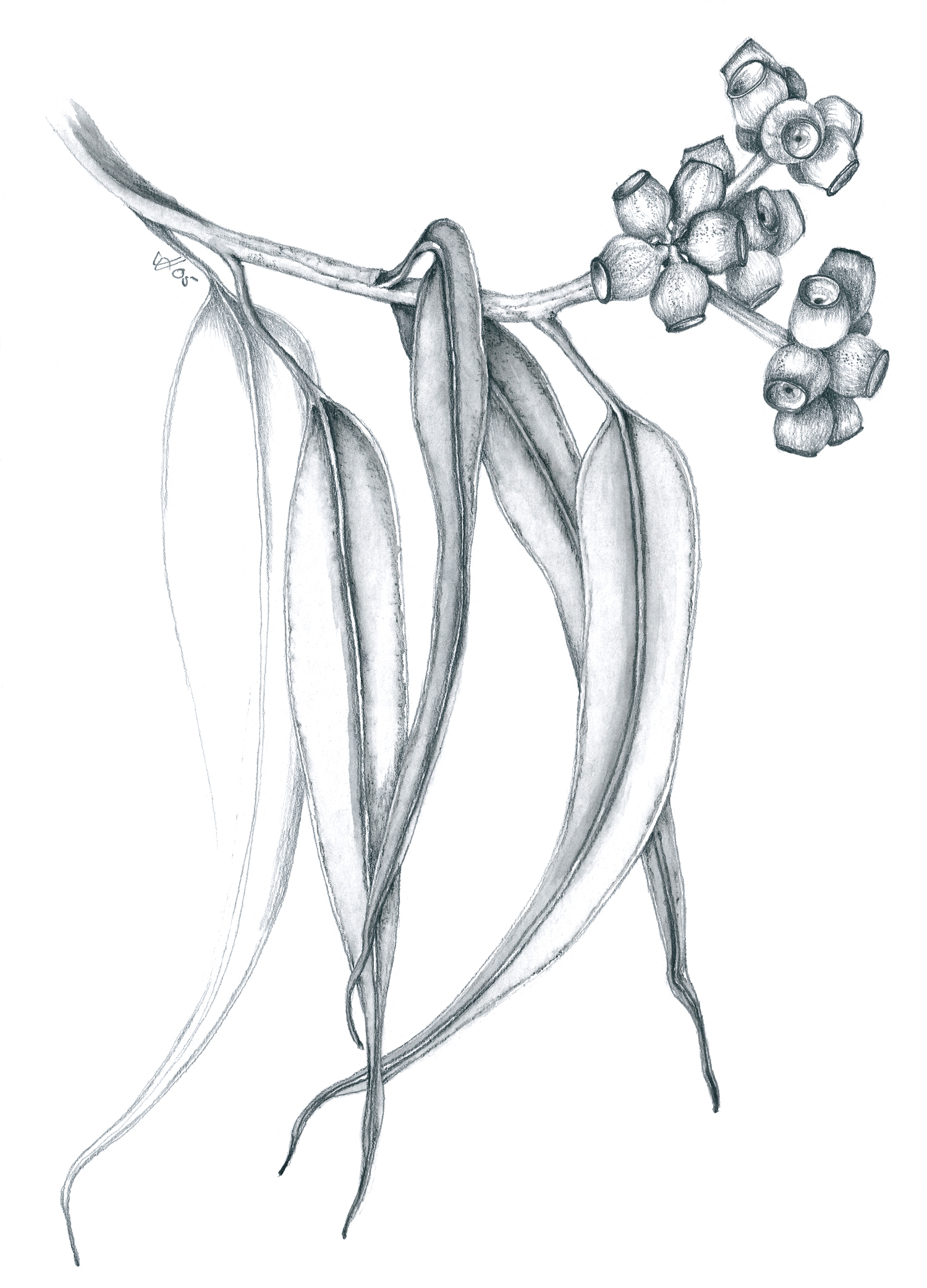 Somers gum branch.jpg
