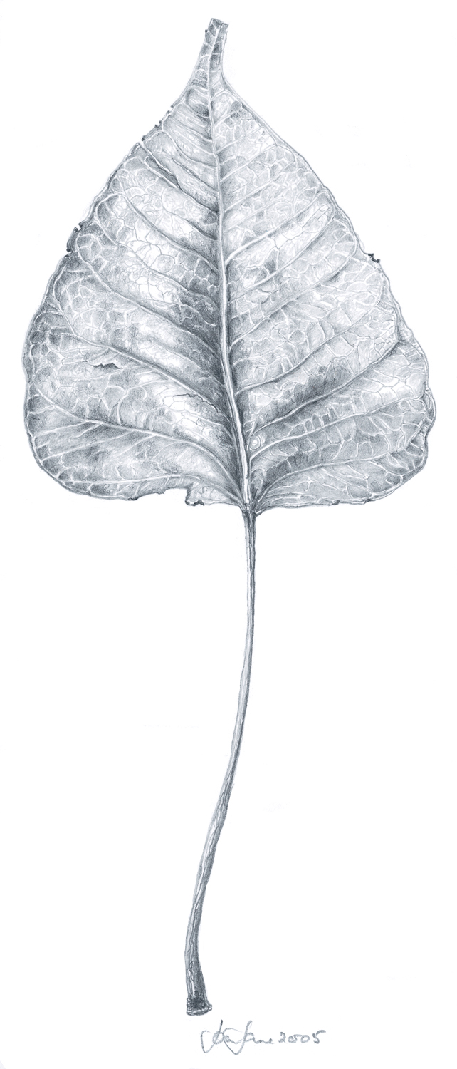 elm leaf.jpg