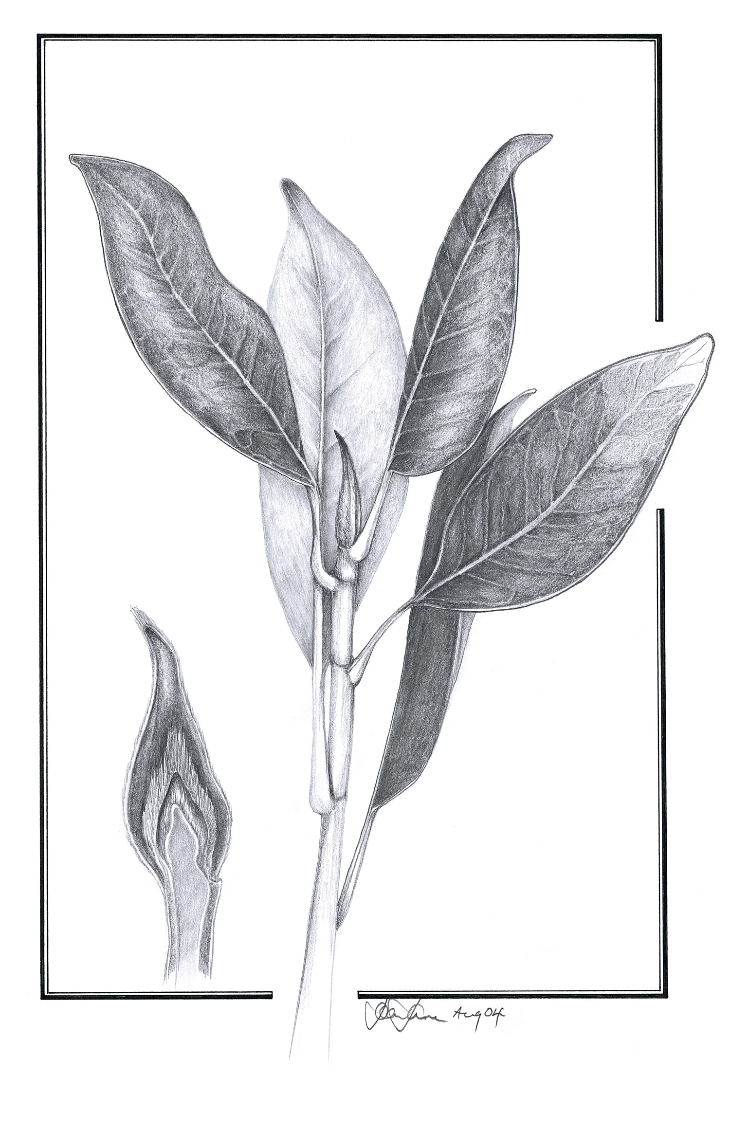 grandiflora leaves.jpg