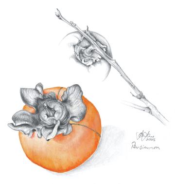 persimmon