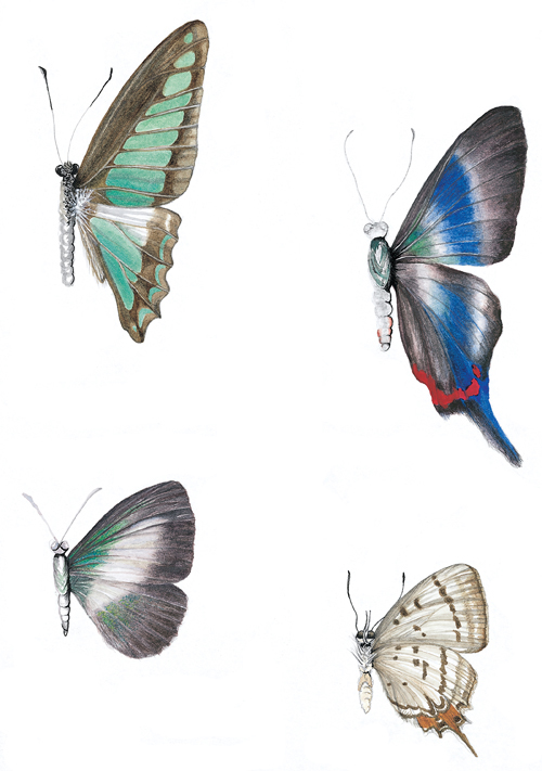 4 butterflies