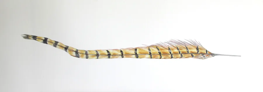 pheasantfeatherfromhat.jpg