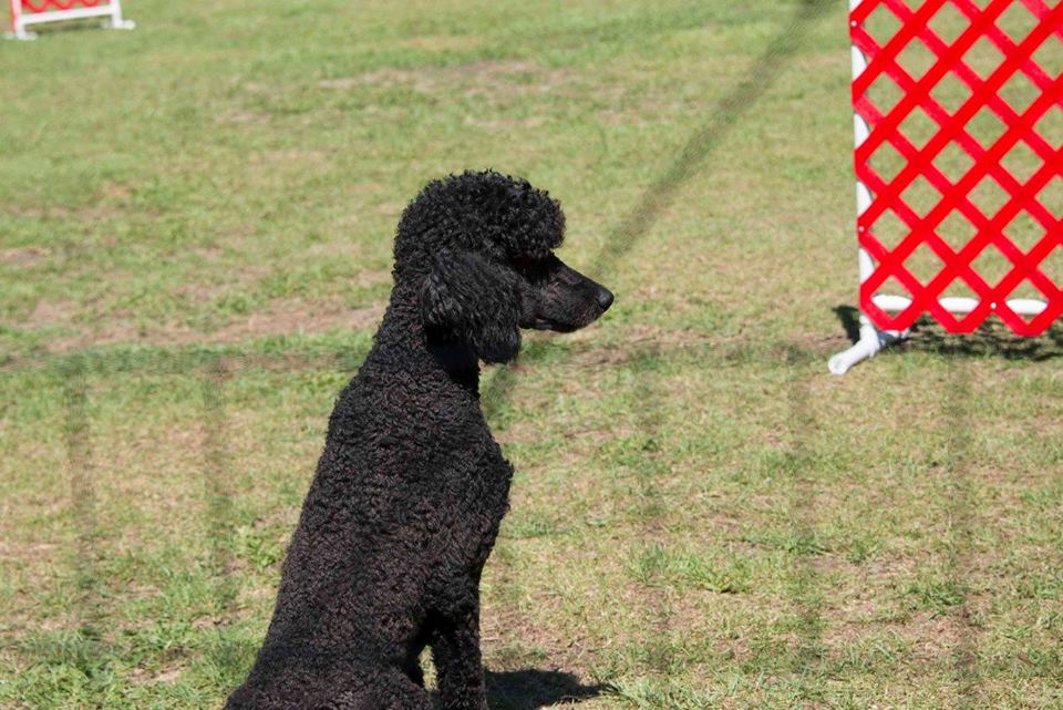 Oliver 5-17 agility start.jpg