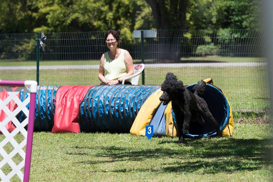 Oliver 5-17 agility tunnel.jpg