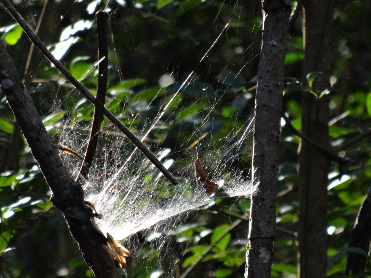 web.jpg