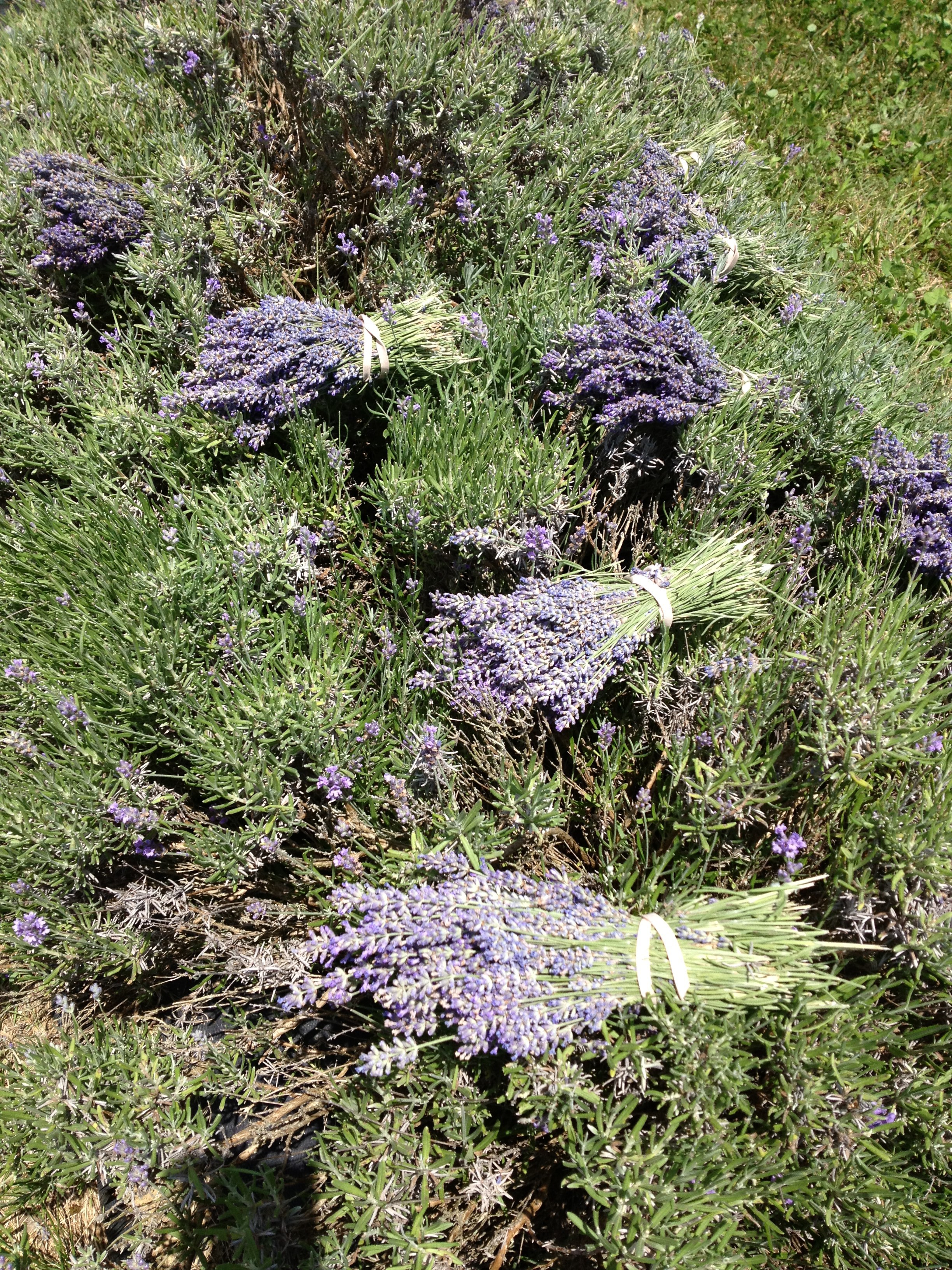 lavender bundles.JPG