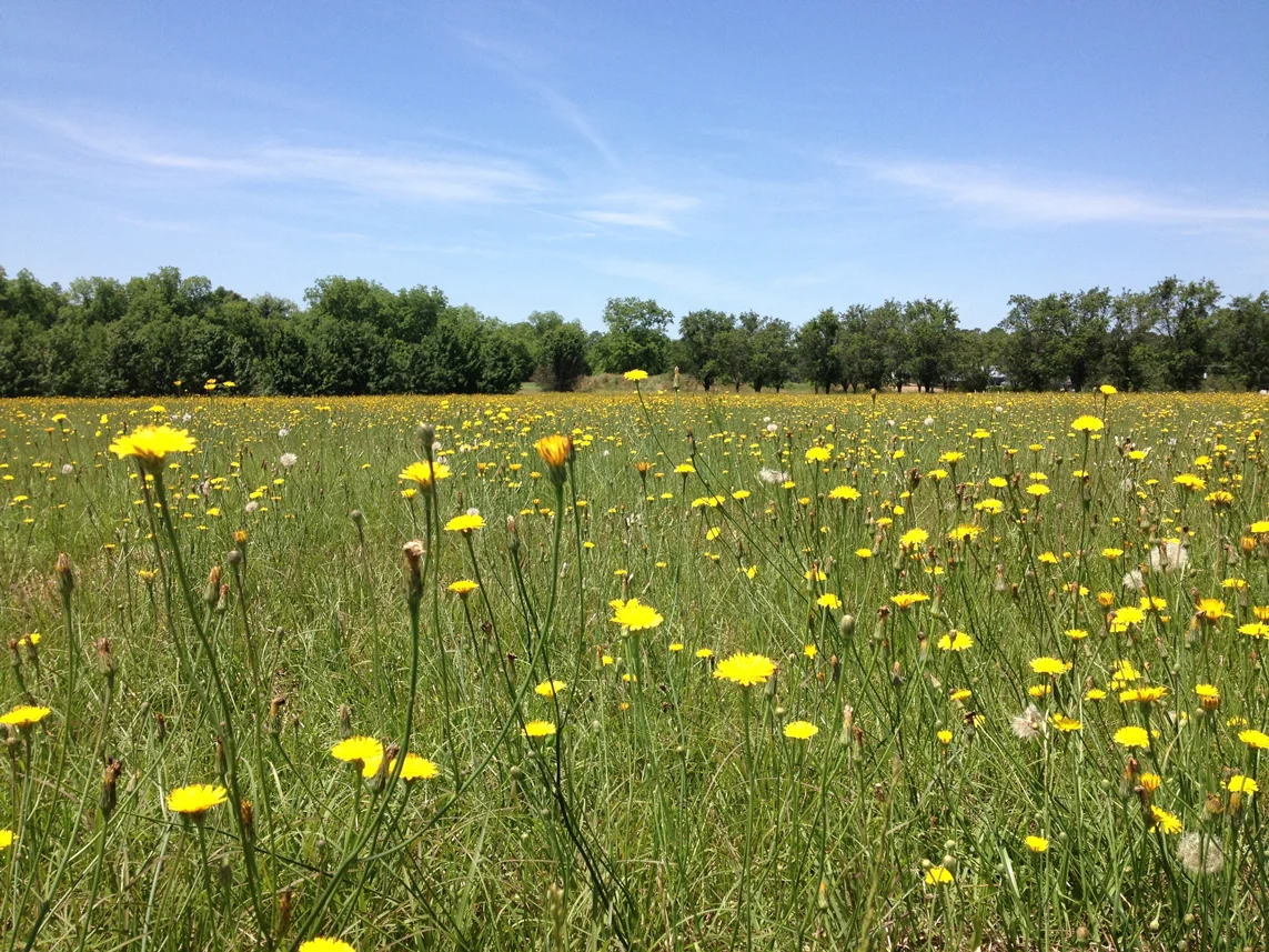 Field of Dandelion Flowers in Houston County, Georgia