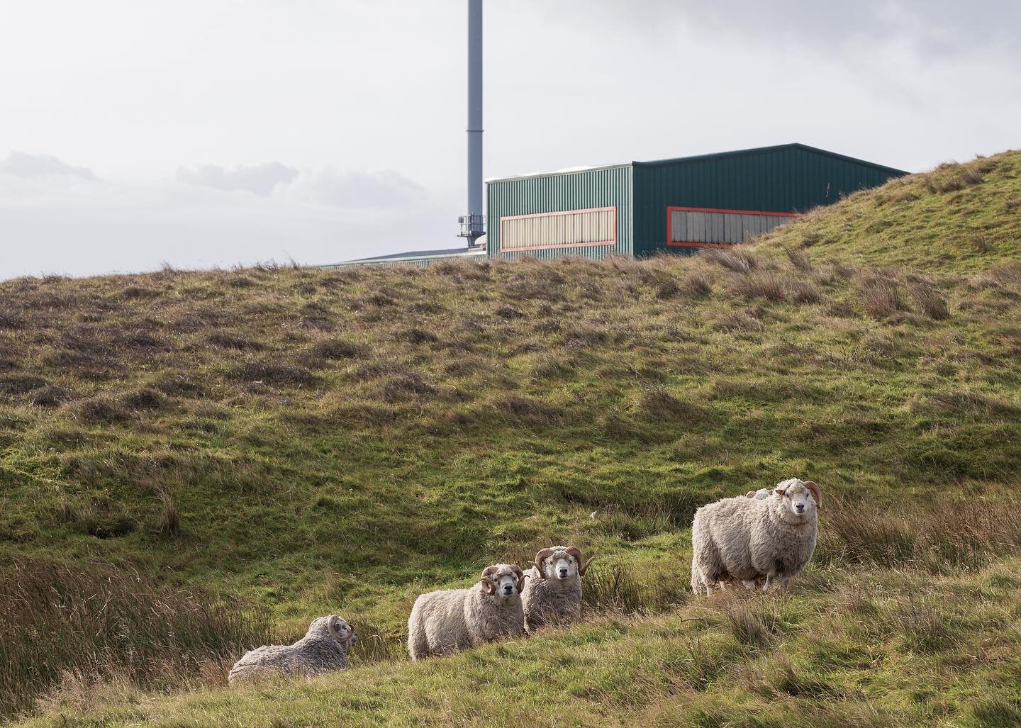 Sheep posing outside Energy Recovery Plant, in Lerwick, Shetland, Scotland (2021).

Plant, built in 1999, burns approximately 22k tonnes (4.5M bin bags) of non-recyclable waste per year from Shetland and Orkney to heat water for 1000 properties in Le