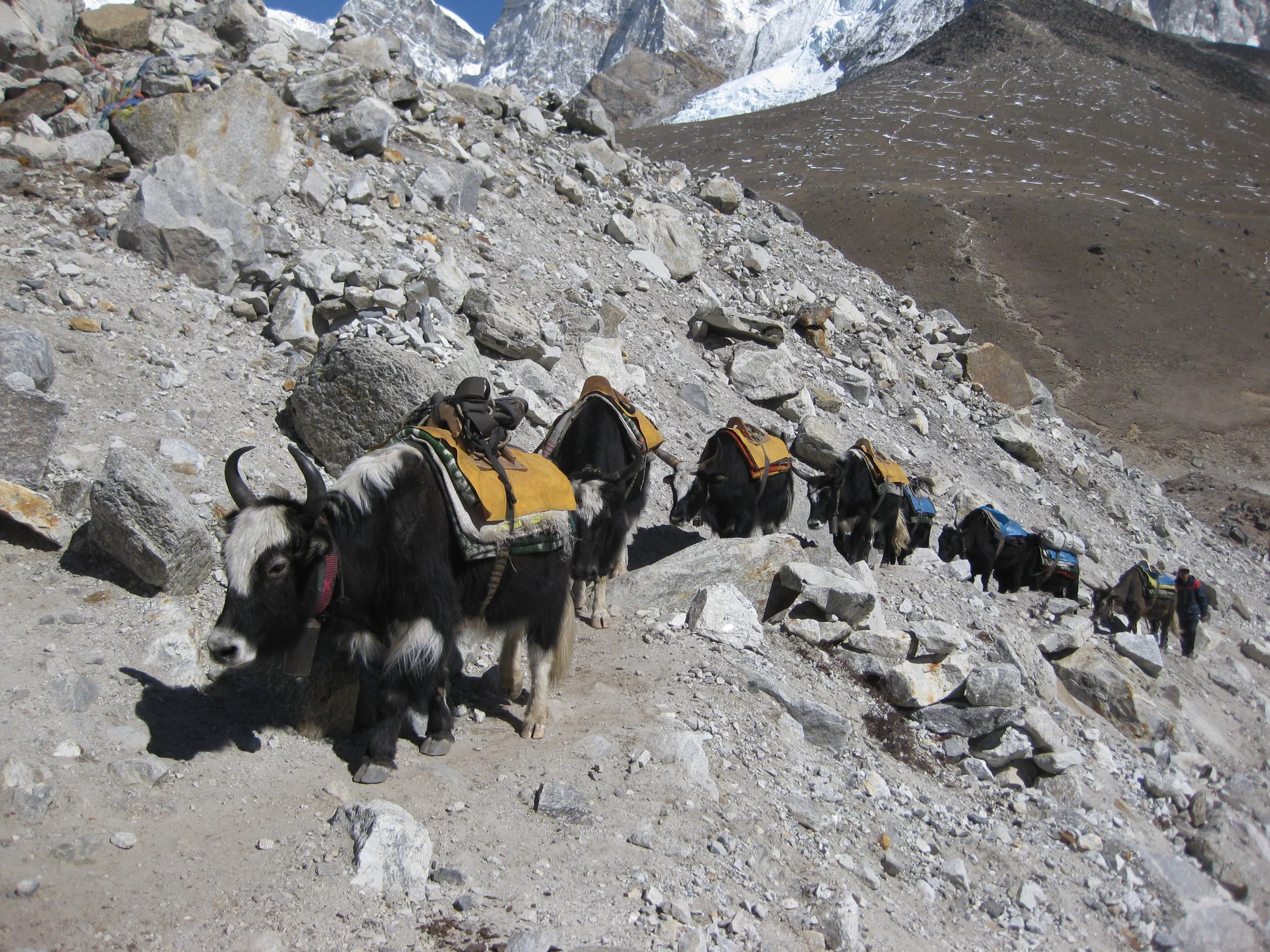 Yak train to Base Camp, Everest, 2011